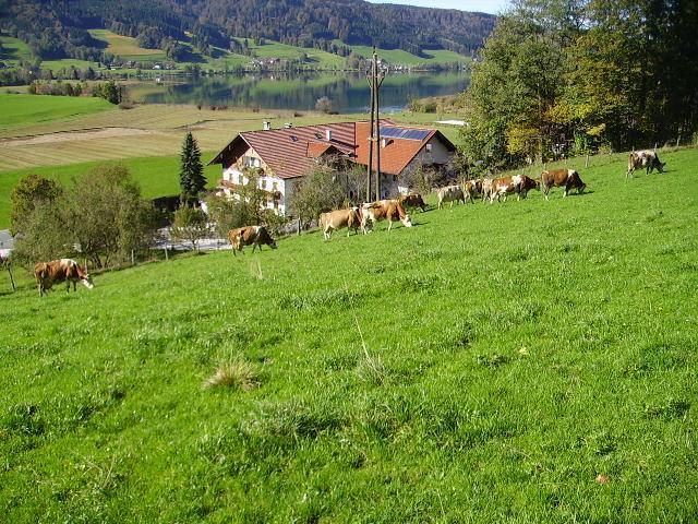 Bauernhof Kasleitner Villa เซลอัมมัวส์ ภายนอก รูปภาพ
